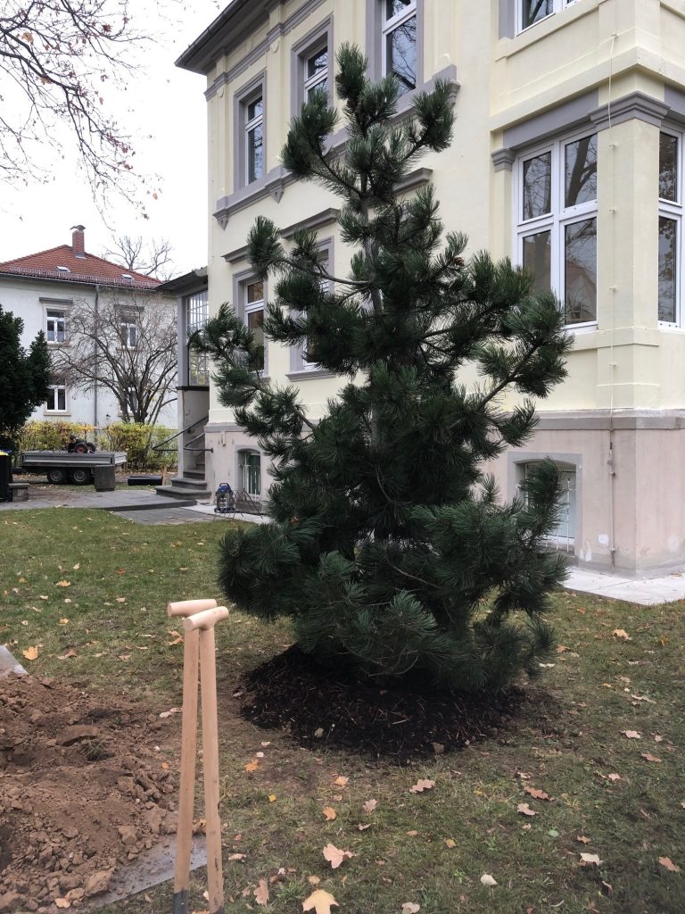 Unser Weihnachtsbaum soll auch in den nächsten Jahren erstrahlen.